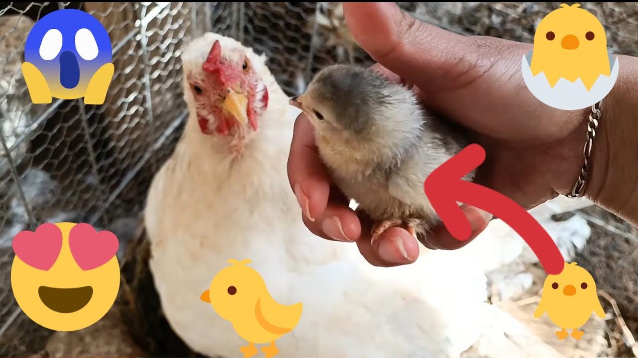 Ya!! Nacieron los pollitos de mi GALLINA, tuvo 2 hijos de Sam, le salió uno gris 😳 | Mariana Mai
