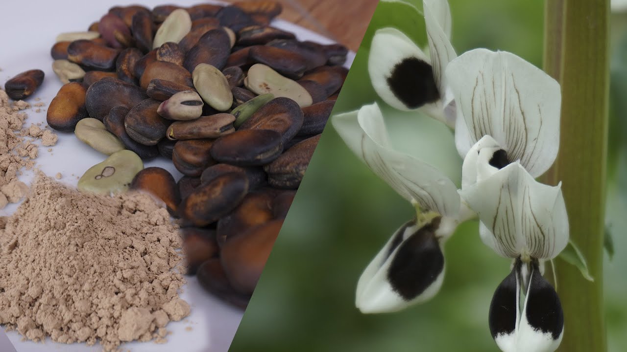 🥔 HABAS super alimento 🥗proteínas 🥗hierro 🥗plantas y flores