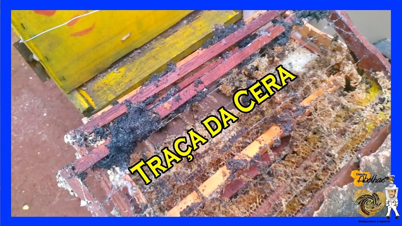 O que faz na colmeia de Apis a Traça da Cera? Previnem-se!