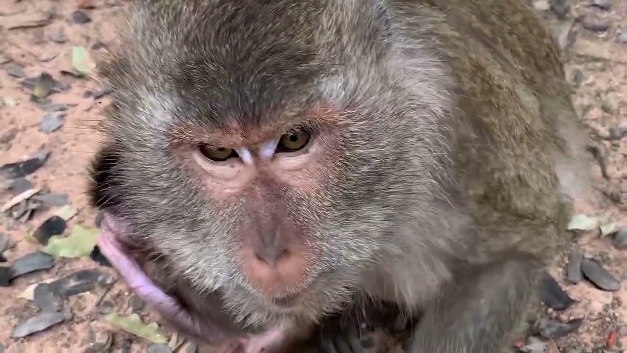 Mother Monkey Caring and Feeding Her Baby 🐒❤️