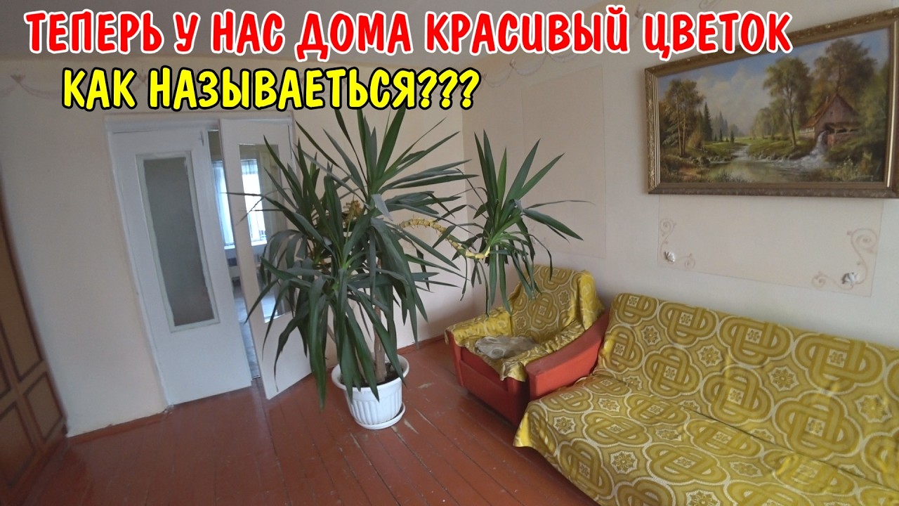 РЕМОНТ В СПАЛЬНЕ / У НАС НОВЫЙ ЦВЕТОК / УСТАНОВИЛ ДОМАШНИЙ КИНОТЕАТР / СПАЛЬНЯ ДО И ПОСЛЕ / ВЛОГ