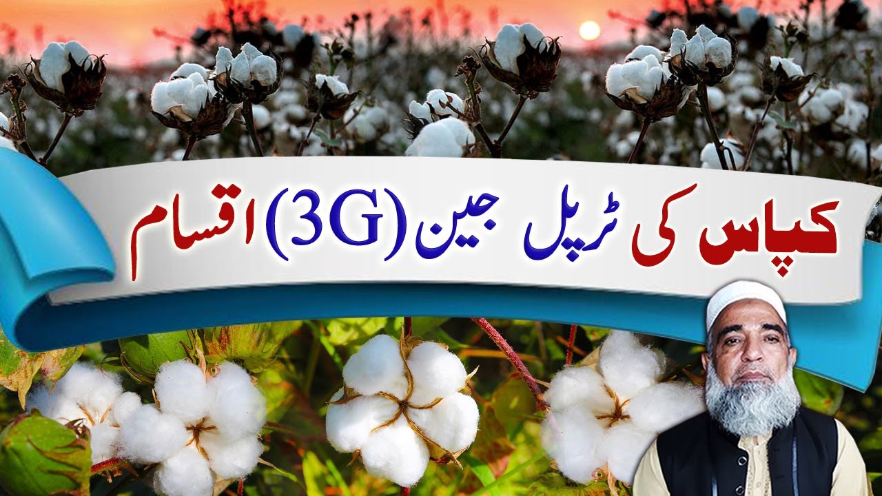 Triple Gene (3G) Varieties of Cotton || Crop Reformer
