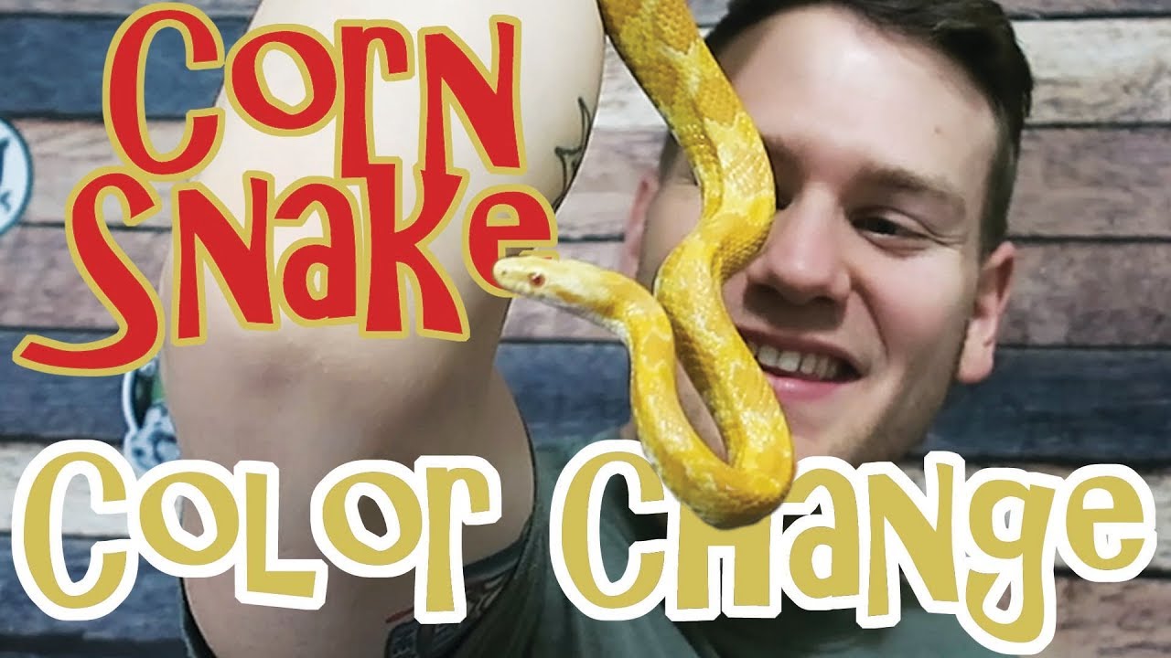 COLOR CHANGING CORN SNAKES!