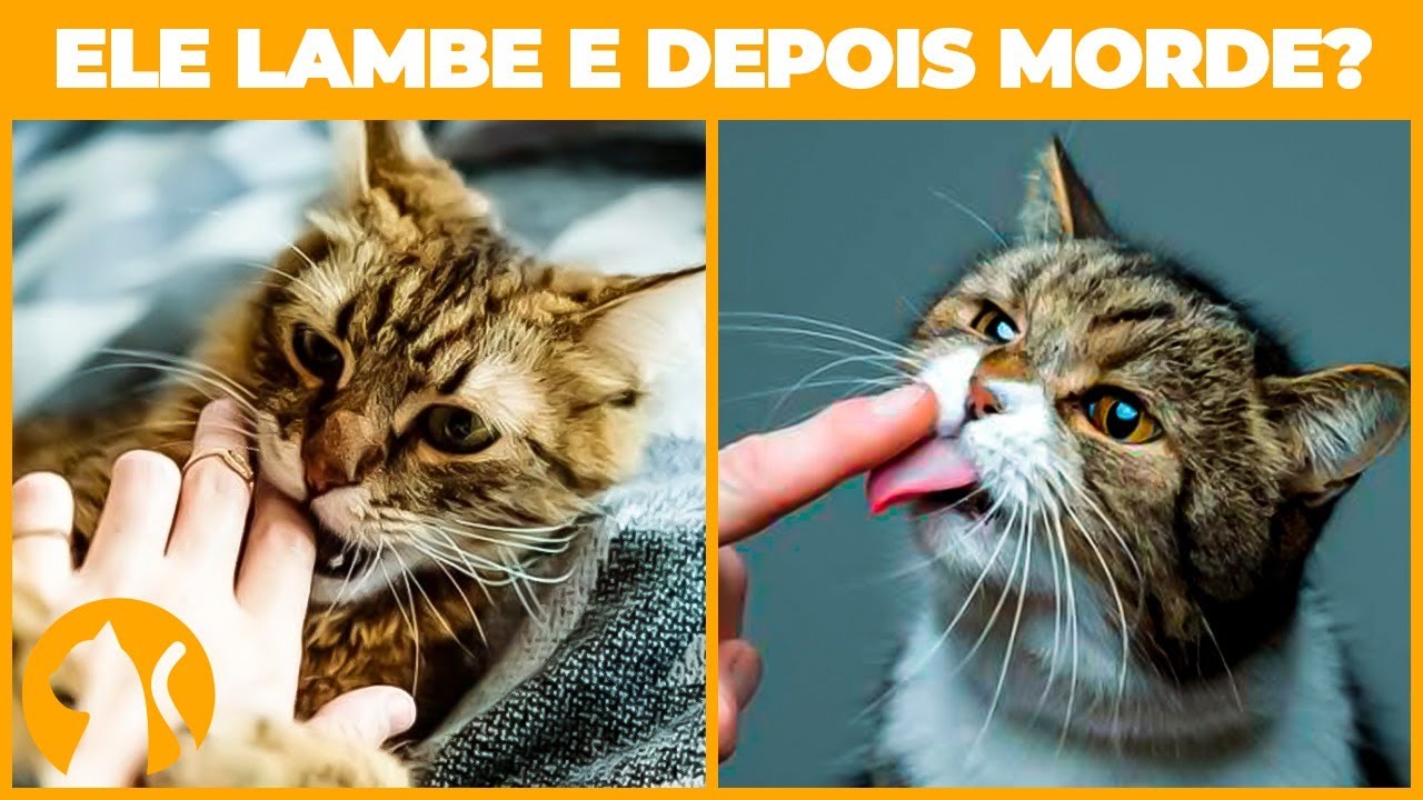 Por que meu Gato Lambe e Morde? Explicando o Comportamento Felino