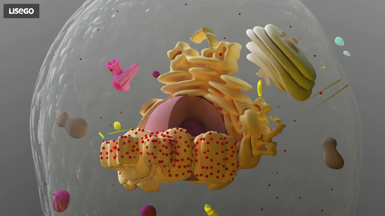 5  Golgi Cisimliği