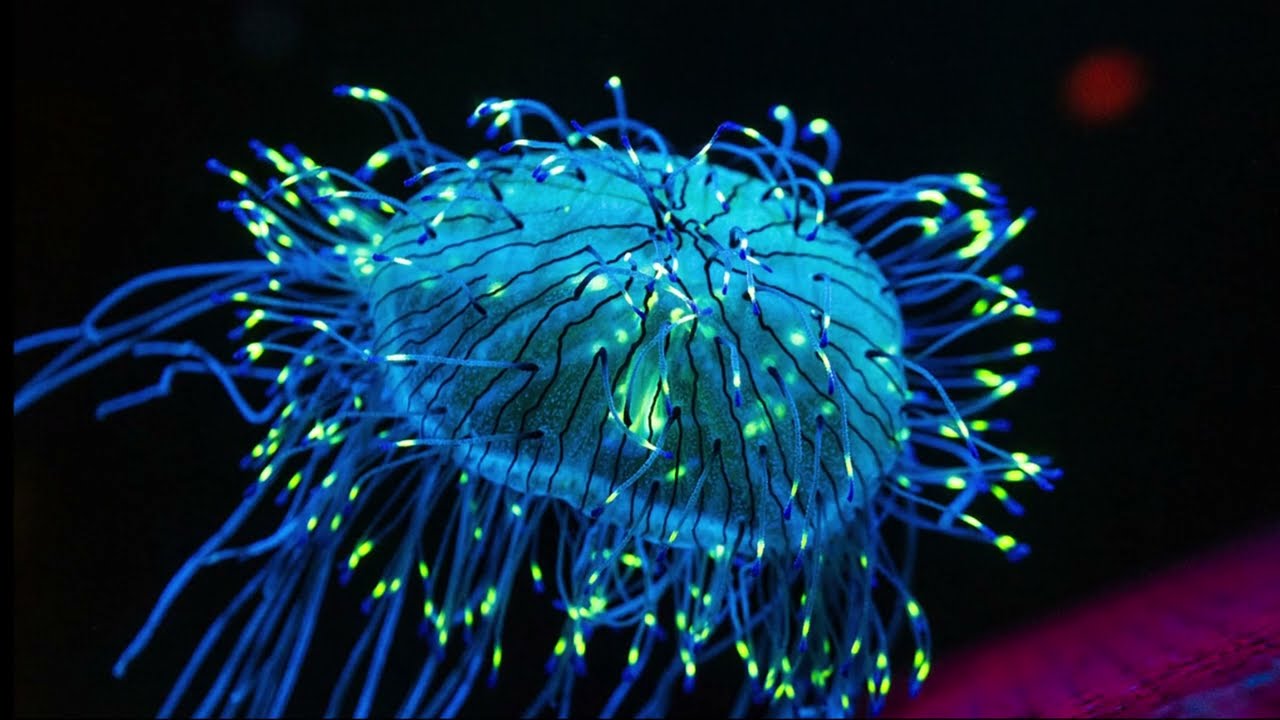 Facts: The Flower Hat Jelly
