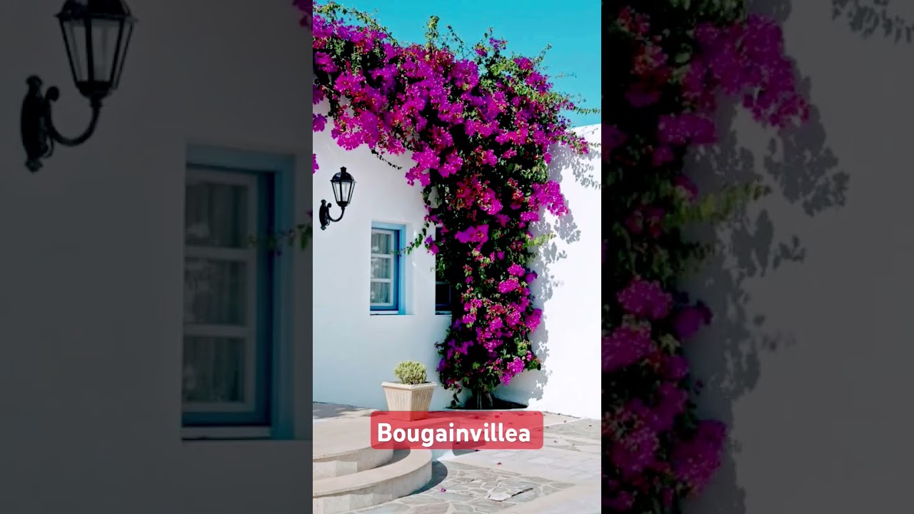 Top five climber plant for home garden #climbers #creeperplants