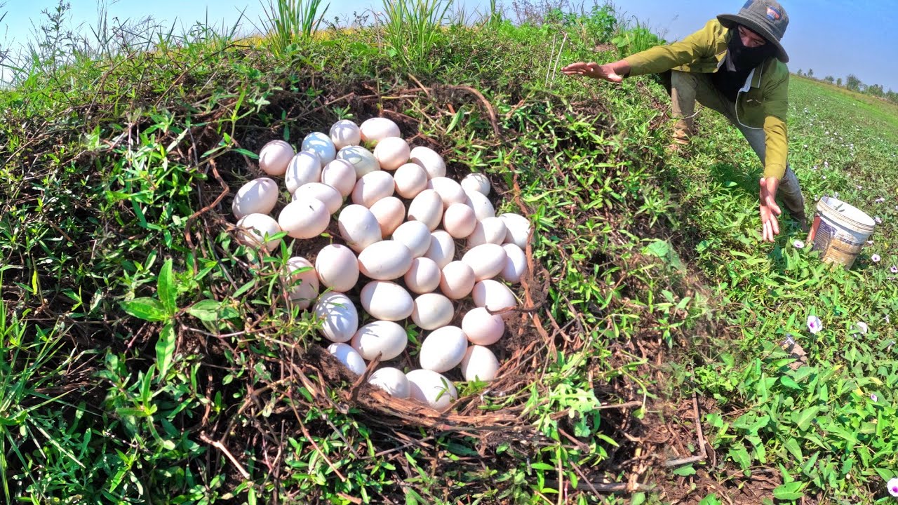 Top full video, a lot of duck eggs under the grass pick by hand after the rain