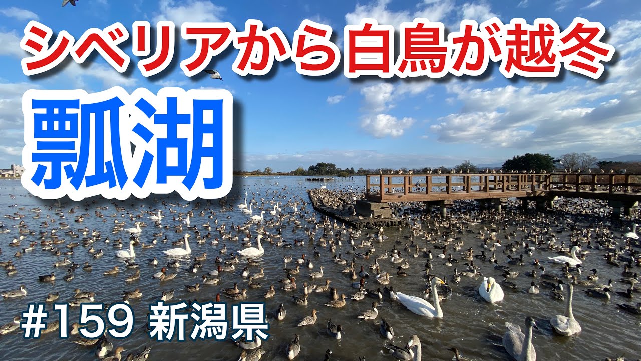 シベリアから白鳥が越冬（瓢湖）【グルメ刑事の法則】新潟県／第159回