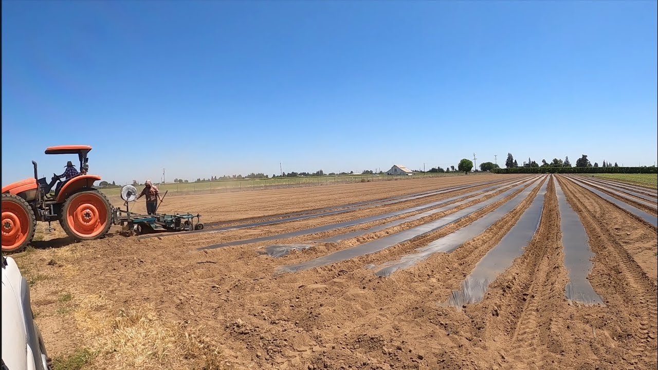 POV Laying Plastic Mulch *Leasing New Ground*