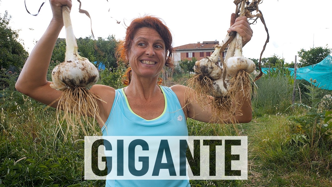 COLTIVARE L'AGLIONE. Dalla semina alla raccolta🧄