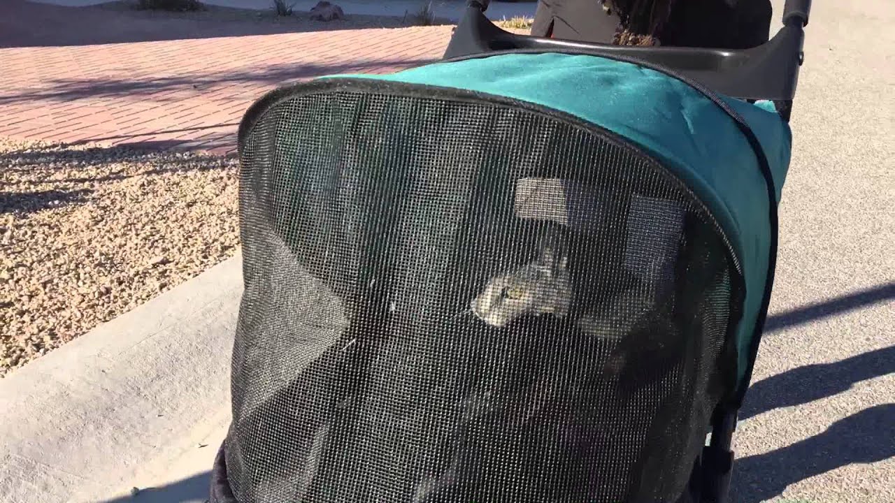 Cats in a Stroller