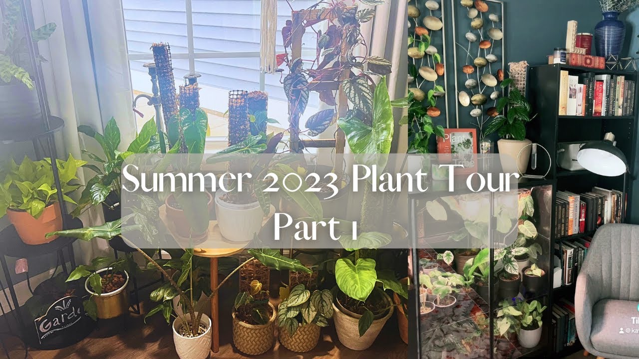 Summer 2023 Houseplant Tour Pt. 1 (Rare and common) 200+ Houseplants!
