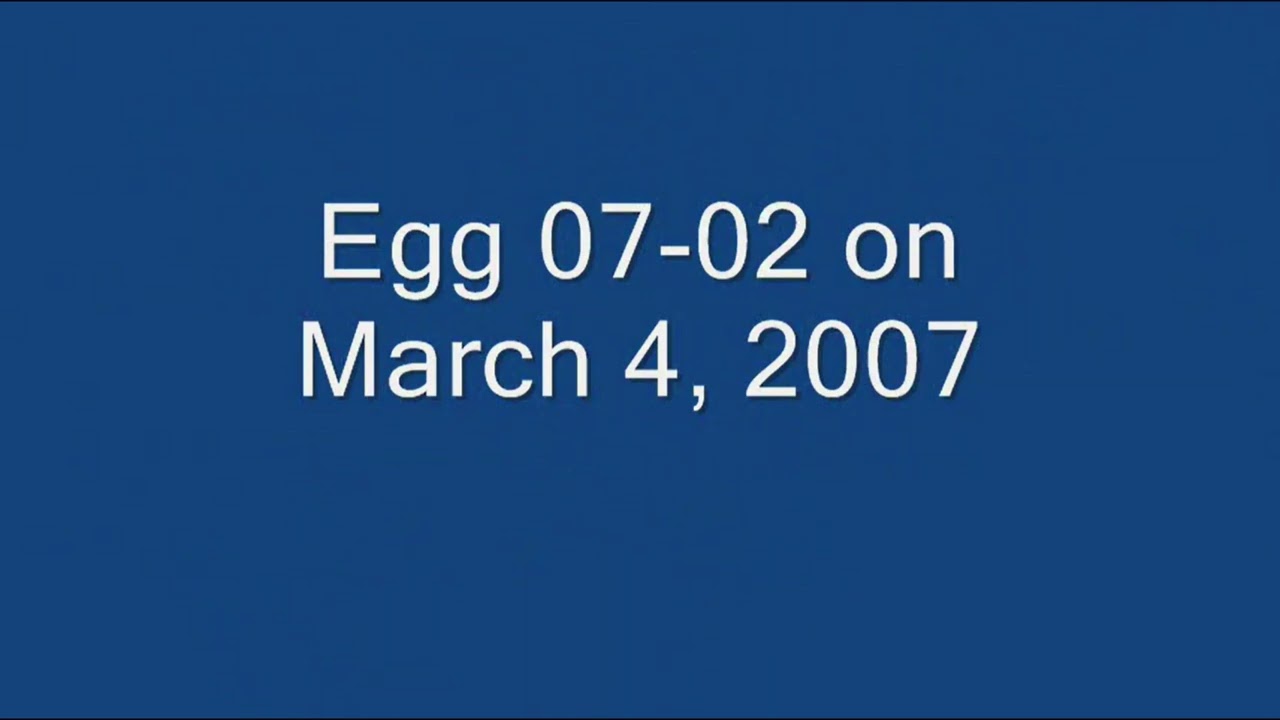 Incubation and Development of the West End Bald Eagle Eggs, 2007