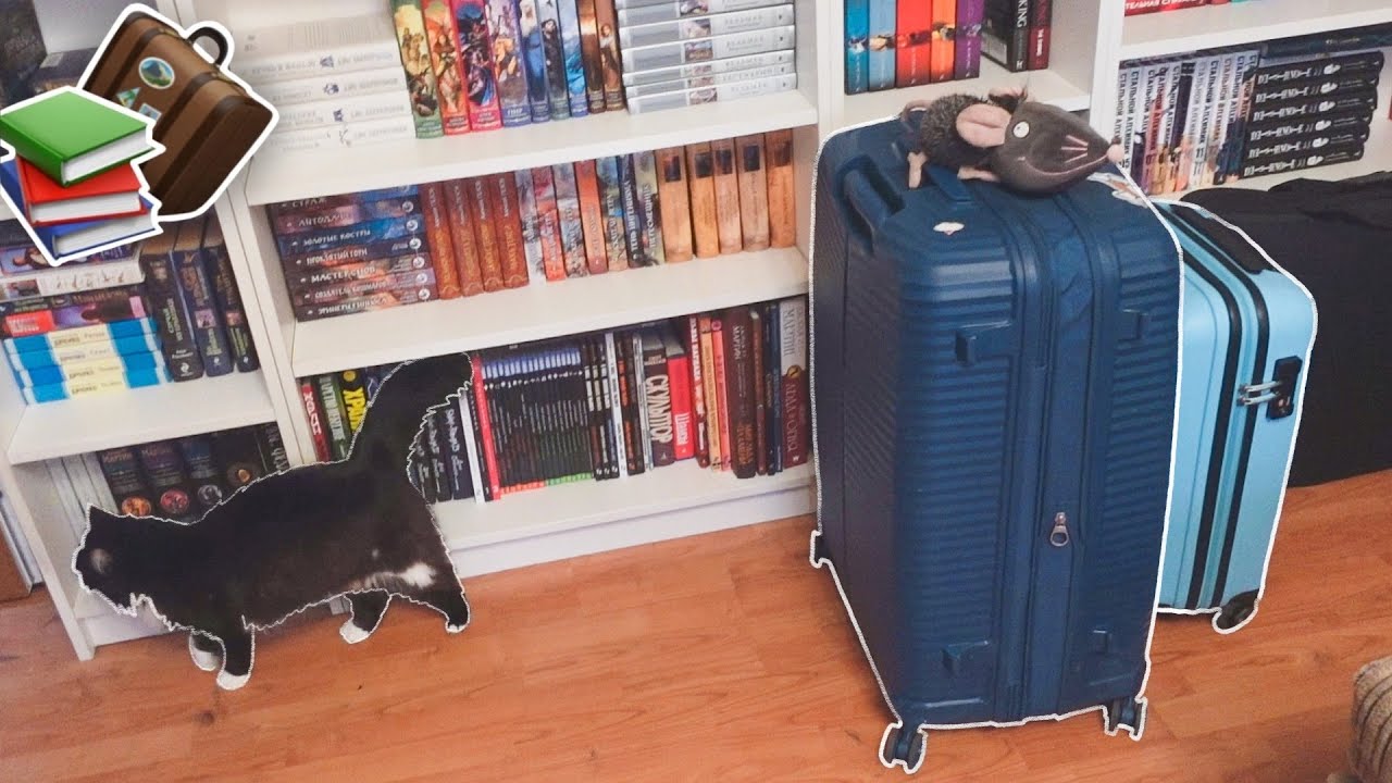 КНИЖНЫЙ ПЕРЕЕЗД🧳🙀 едем в поезде, приезжаем в Петербург и встречаем книги