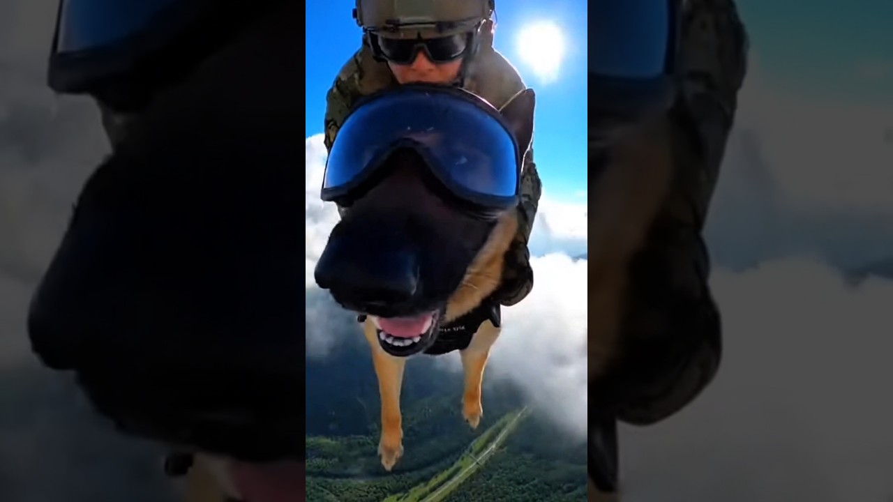 Elite K9 vs Threat | Tactical Dog Action🐕&zwj;🦺🔥 #k9 #k9training #malinois #viral  #k9unit #wildlife