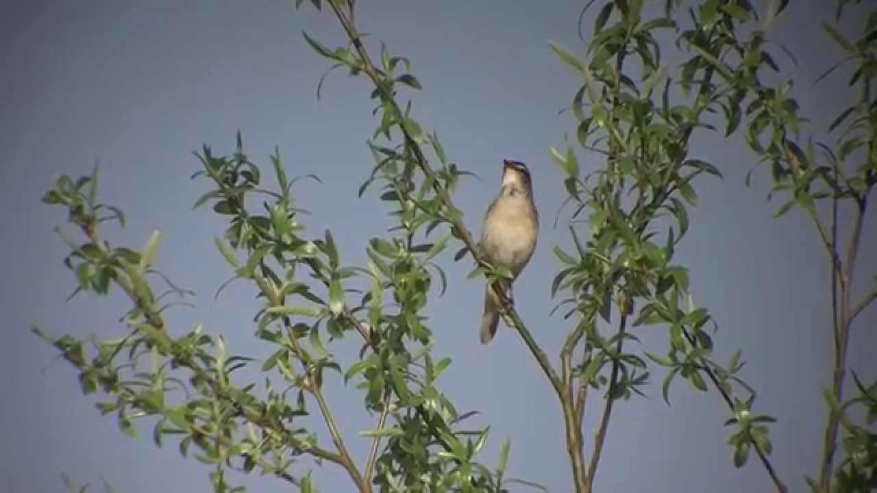 Rokitniczka (Acrocephalus schoenobaenus)