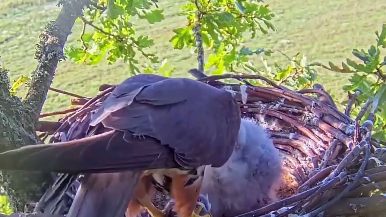 #falcon Cam4#99 Review baby birds in the nest - Dad and mother brings food to feed their chicks