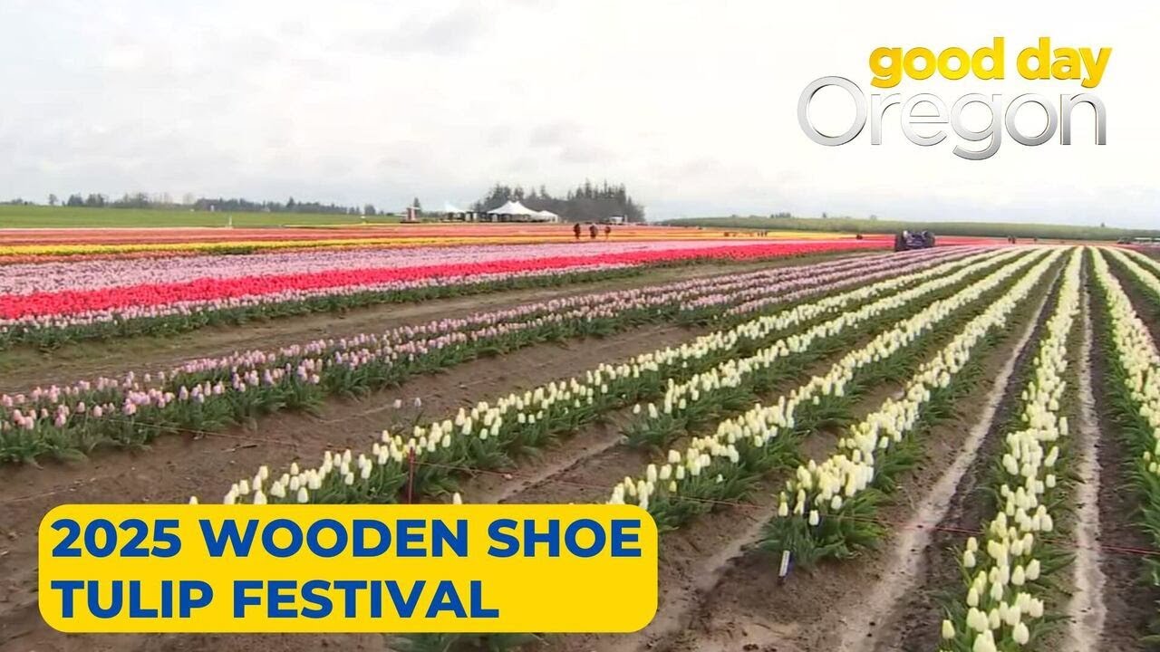 2025 Wooden Shoe Tulip Festival