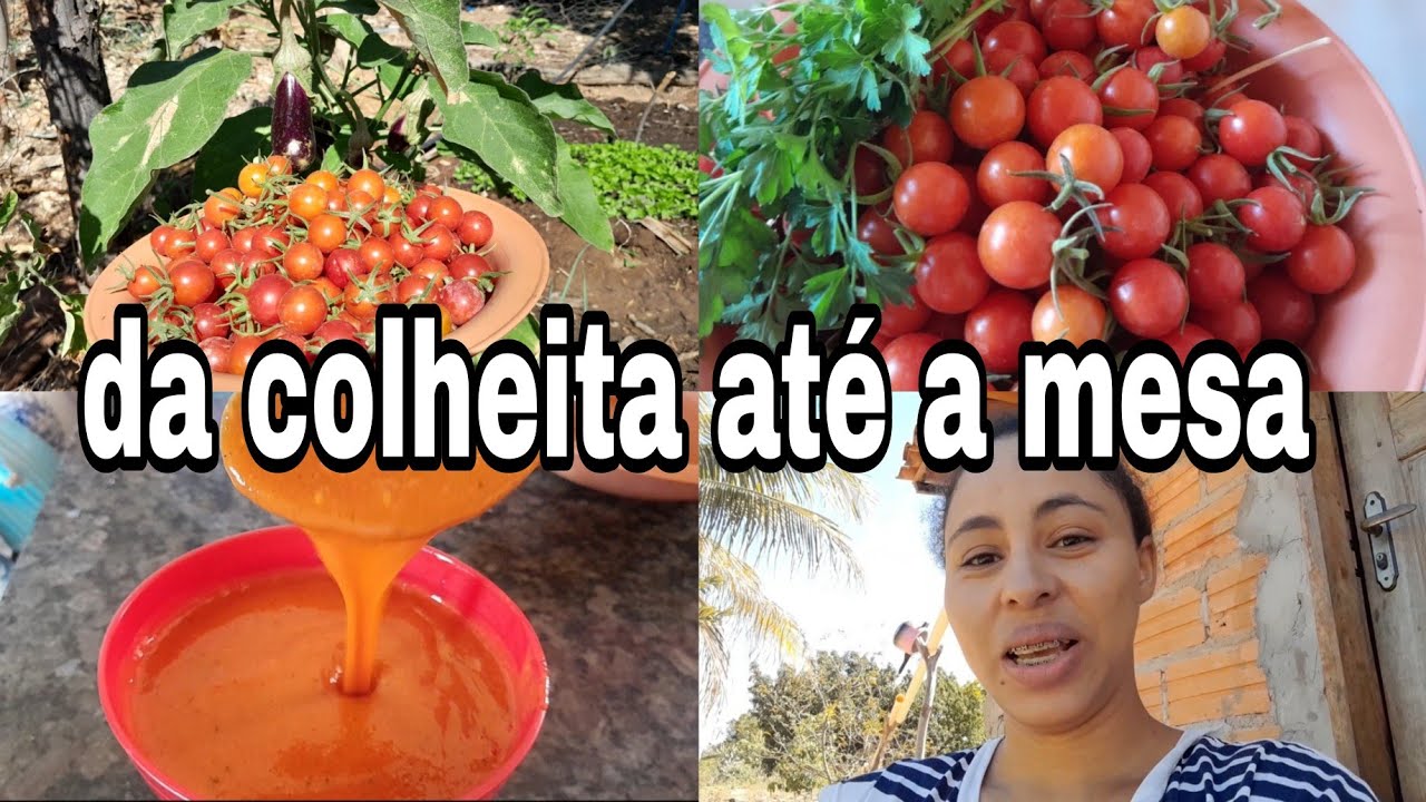 DA COLHEITA ATÉ A MESA/MOSTREI COMO FAÇO EXTRATO DE TOMATE CASEIRO 