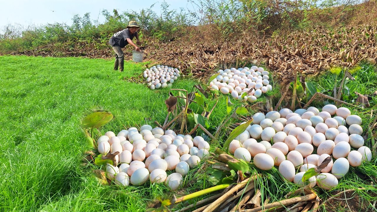 Wow Wow amazing fishing! Picking eggs in a grassy area, picking up lots of eggs.