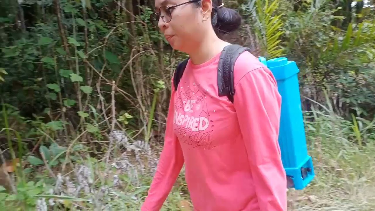Kebun sawit,