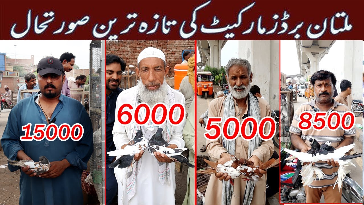 “Godri Bazaar Gone Wild: 2025 Rates Unleashed – Teddy, Moti & Flyers in Multan!”#KabootarBazaar