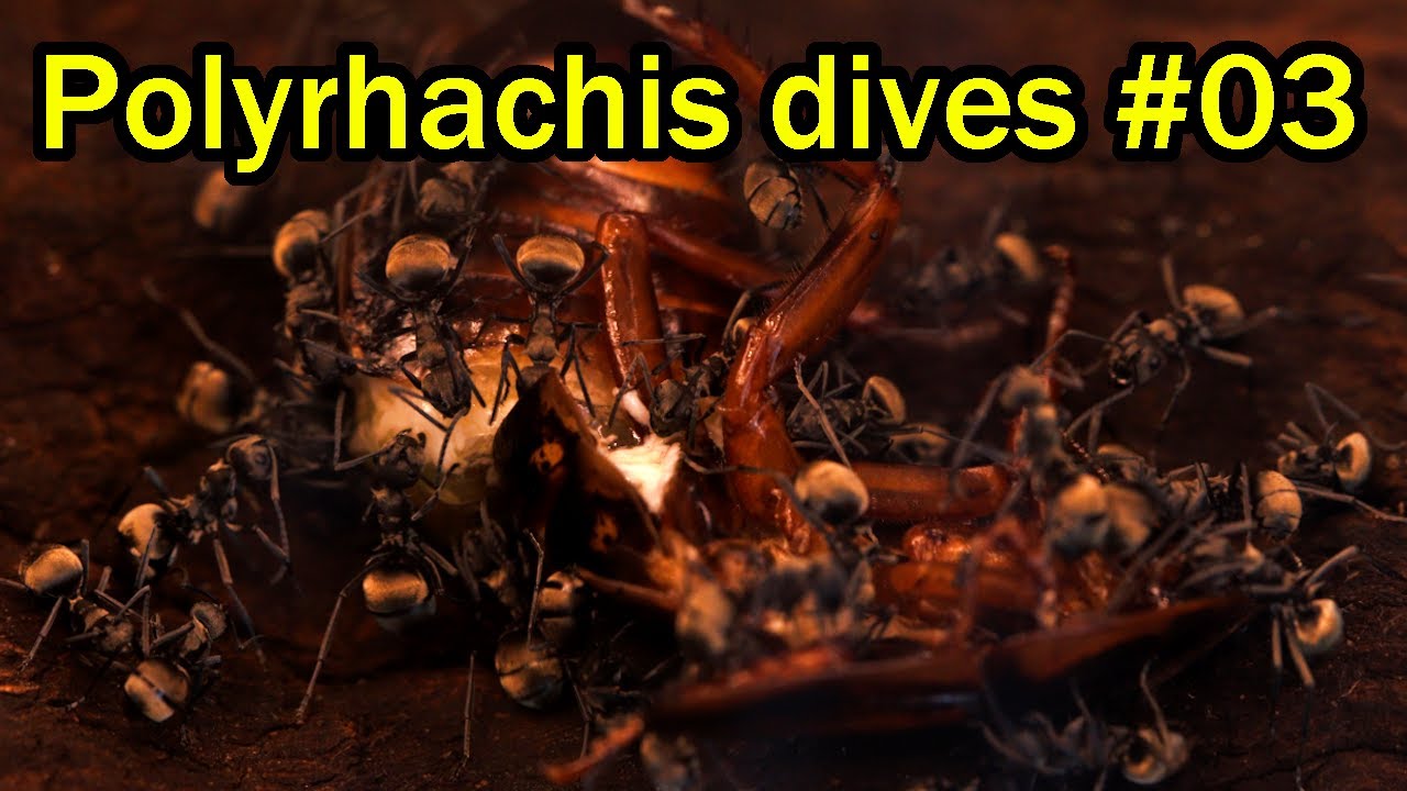 Explodierendes Wachstum und großer Hunger! - Polyrhachis dives Update #03