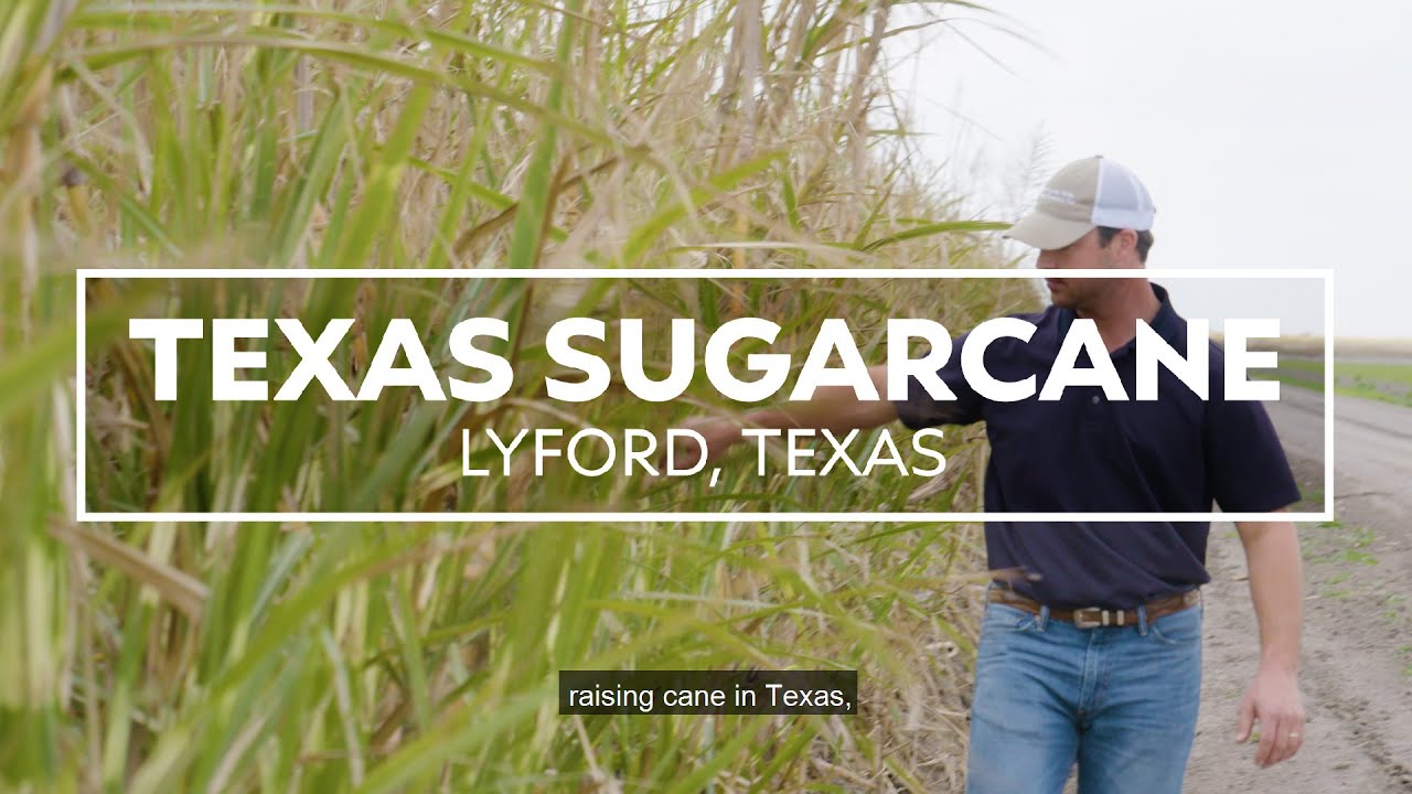 Texas Sugarcane