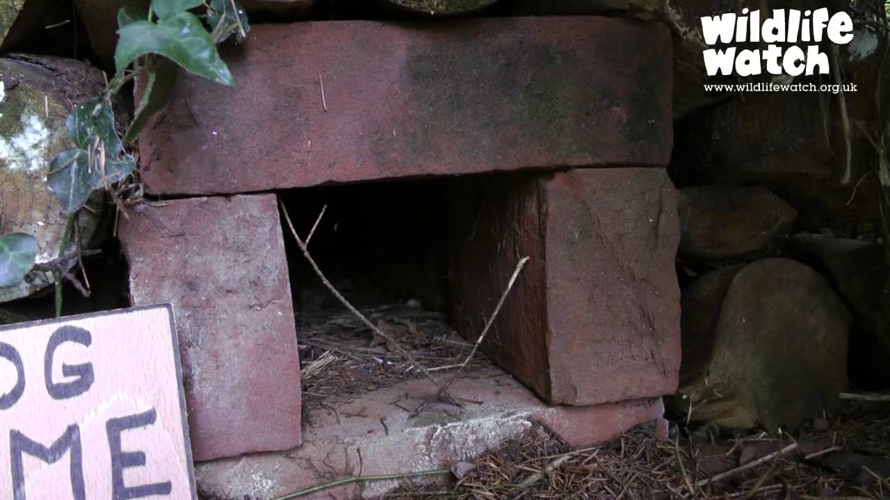 Wildlife Gadgetman - the Hog Box Trail Cam!
