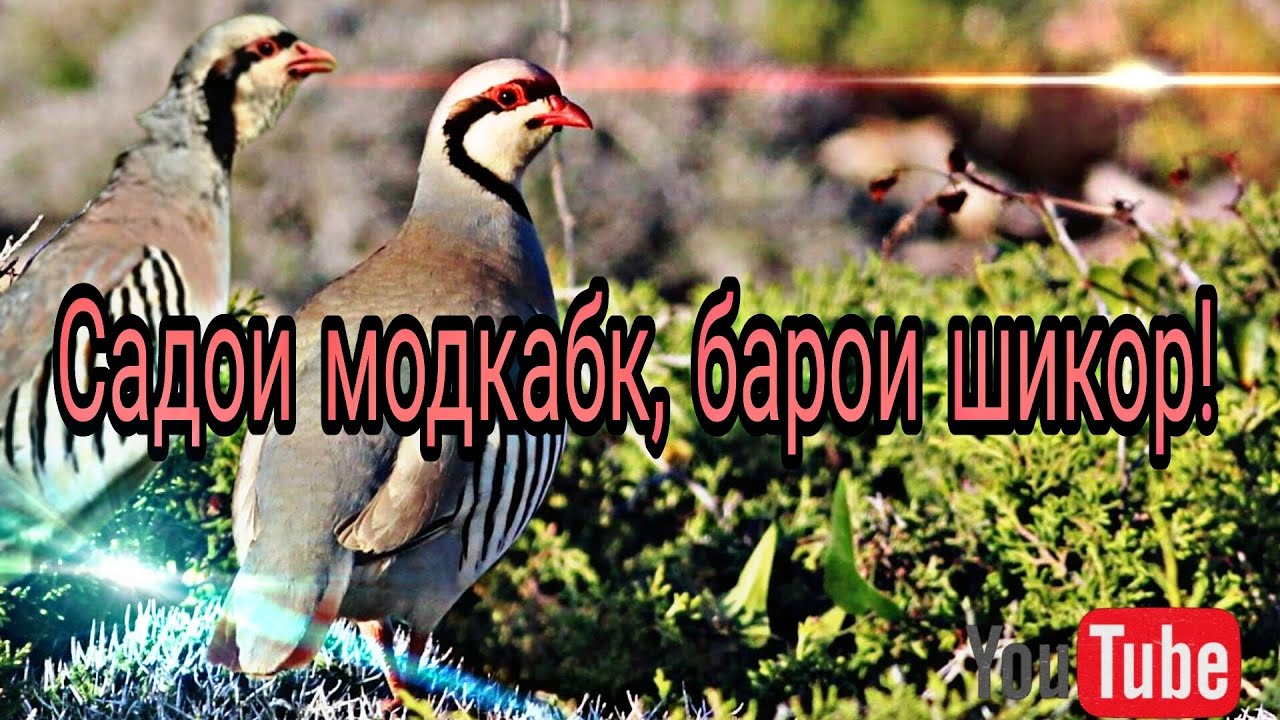 Овози модкабк барои шикор, овози модкабк,