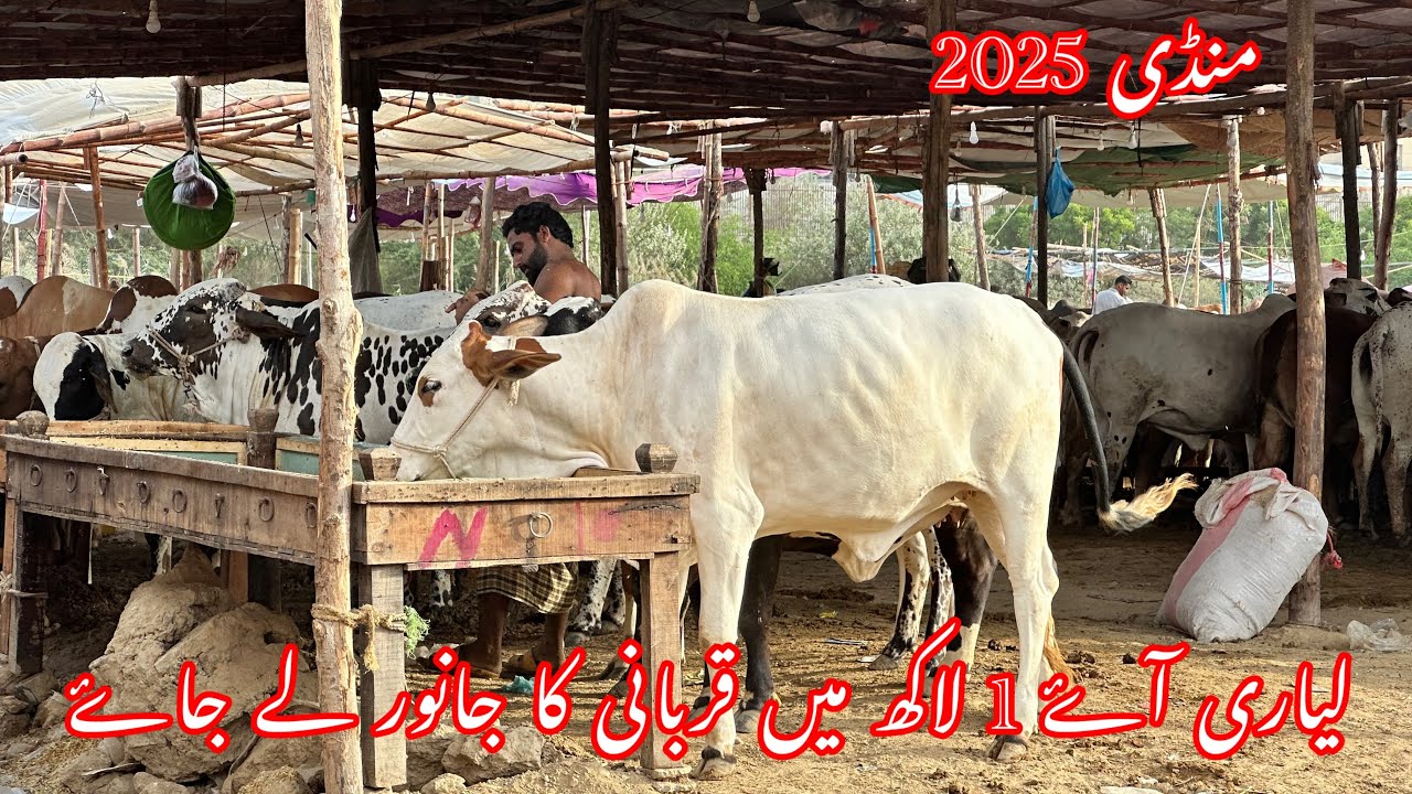 Liyari Mandi Ky Soady  || Full Bargaining + Soda || Liyari Cow Mandi 2025 Latest Rates Update