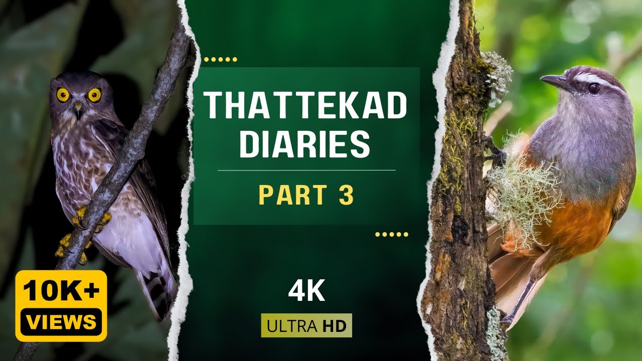 Дневники Таттекада, часть 3 | Документальные фильмы и фотографии птиц и диких животных | Видео 4K...