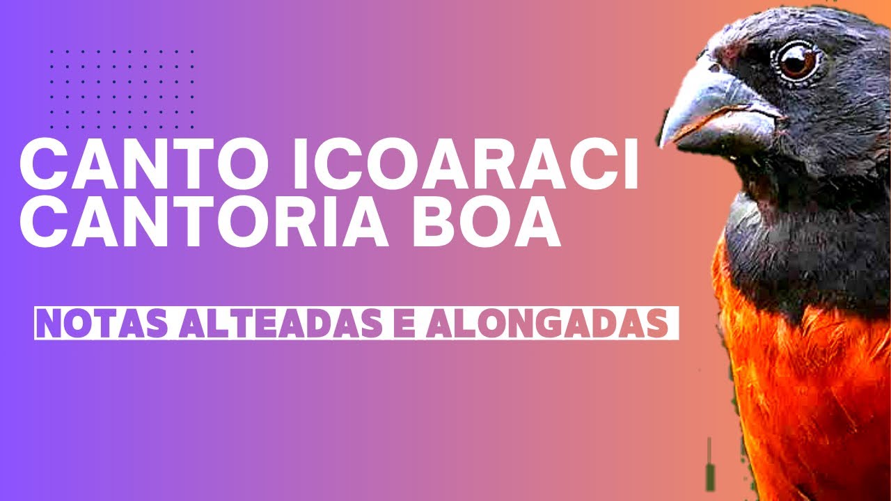 10x30canto curio ICOARACI ou CANTORIA BOA classica|encarte seu curio pardo| ENCARTE PERFEITO E LIMPO