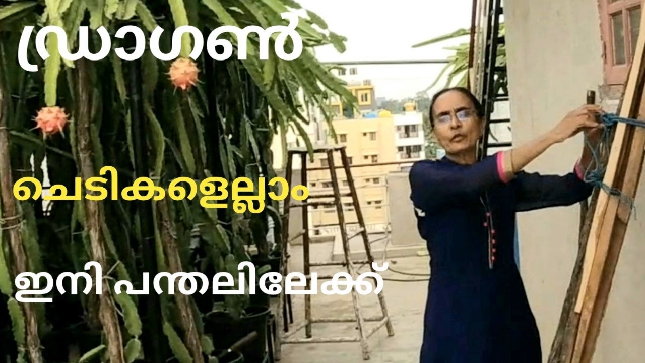 Dragon Vine Training Malayalam l ഡ്രാഗൺ ട്രെയിനിങ് A- Z കാര്യങ്ങൾ  l J's Passion World I