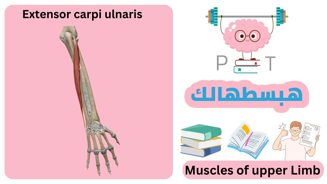 Extensor carpi ulnaris #upper_limb_هبسطهالك