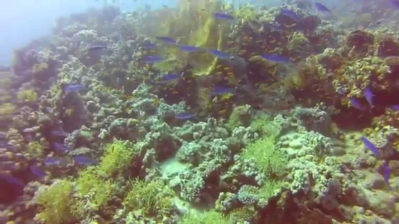 Diving at Ras Nasrani Reef - Sharm El Sheikh 14.06.2014