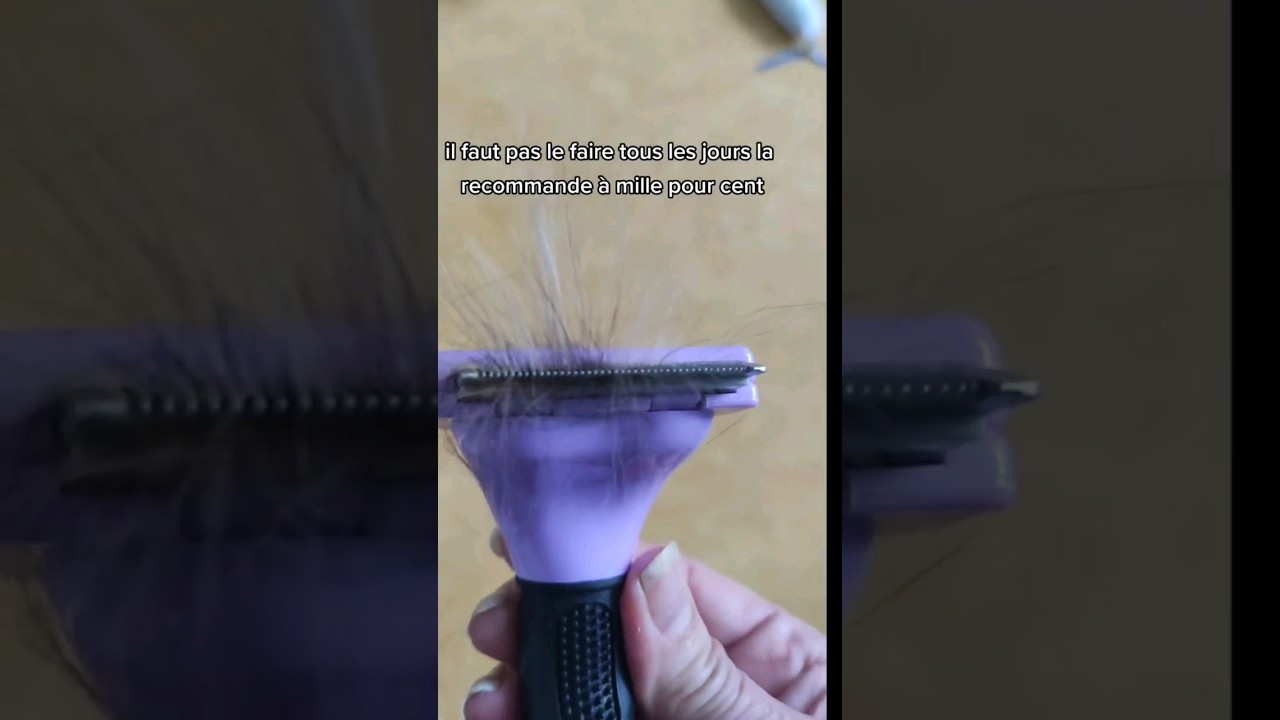 Methode qui marche pour enlever les poils de chats #astuce  #shorts #cats  #poils