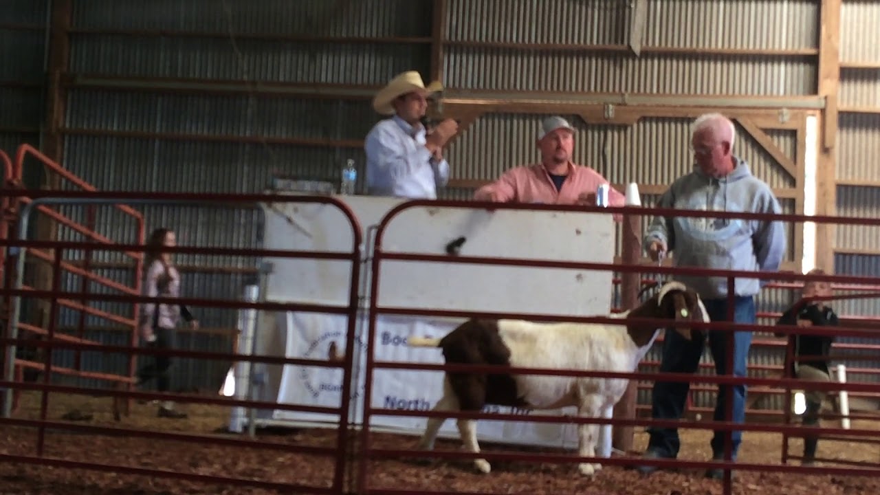 Boer Goat Auction
