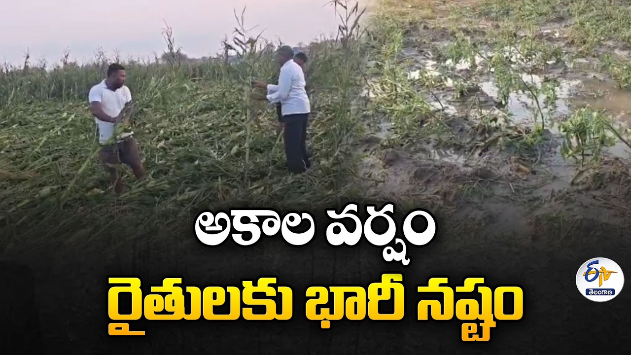 Heavy Rain Wreaks Havoc in Nizamabad | Farmers Face Huge Crop Loss