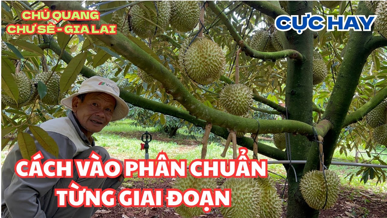 CÁCH VÀO PHÂN CHUẨN TỈ LỆ TỪNG GIAI ĐOẠN