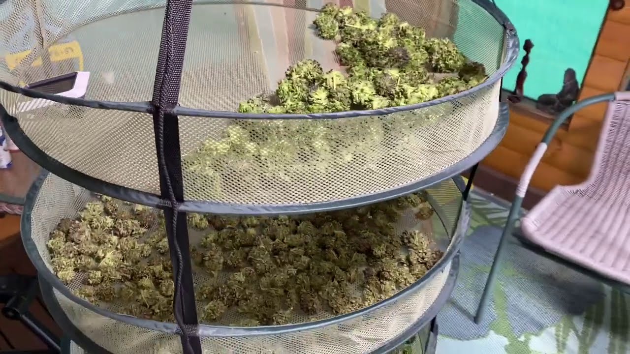 Outdoor cannabis harvest 2020 - trimpro rotor trim machine