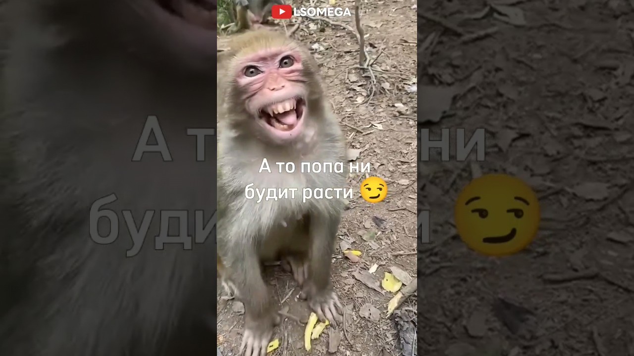 Не грусти, а то попа не будет рости 😏 #грусть #негрусти #а4 #brother #rek #monkey #майнкрафт