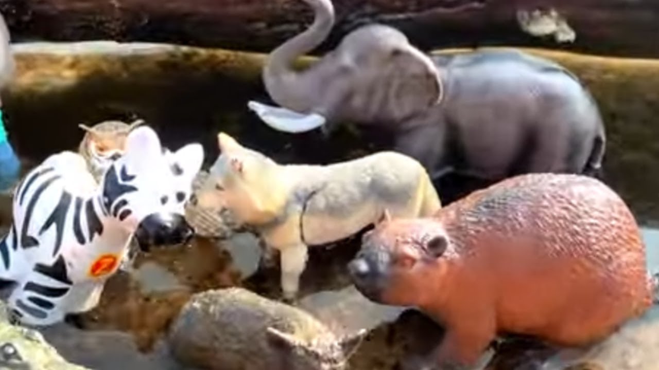 🐅 Learn & Play: Exciting Zoo Animal Facts & Toys for Kids!
