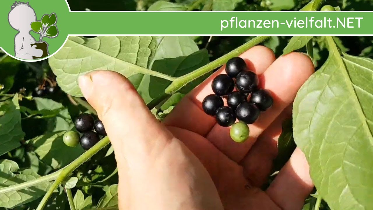 Schwarzer Nachtschatten (S. nigrum) vs. Schwarzenbeere/Wonderberry (S. retroflexum) - (un)giftig