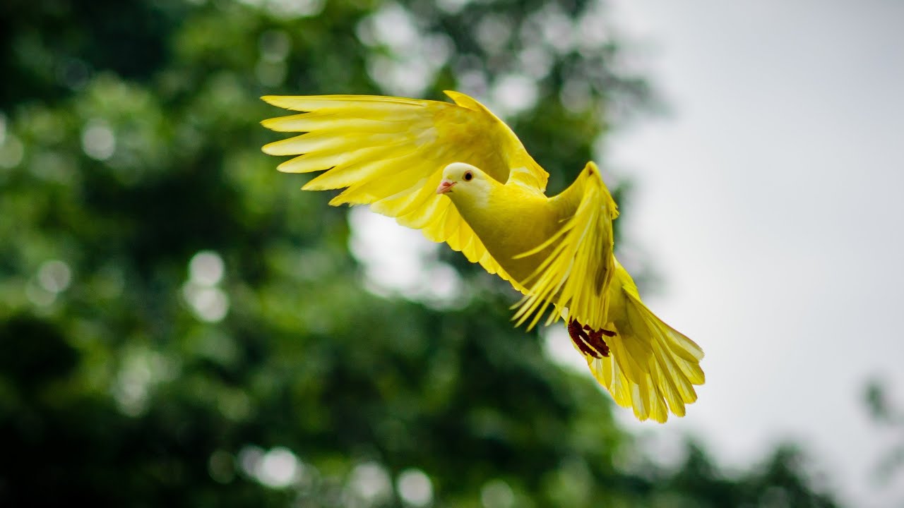 Morning Relaxing Music - Soft Piano Music with Birds Signing | Beautiful Birds, Beautiful Morning