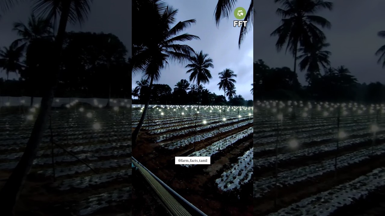 LED Light For Chrysanthemum 🌼🏵️/flowers /floriculture/farm facts Tamil 🌱🐄🌾