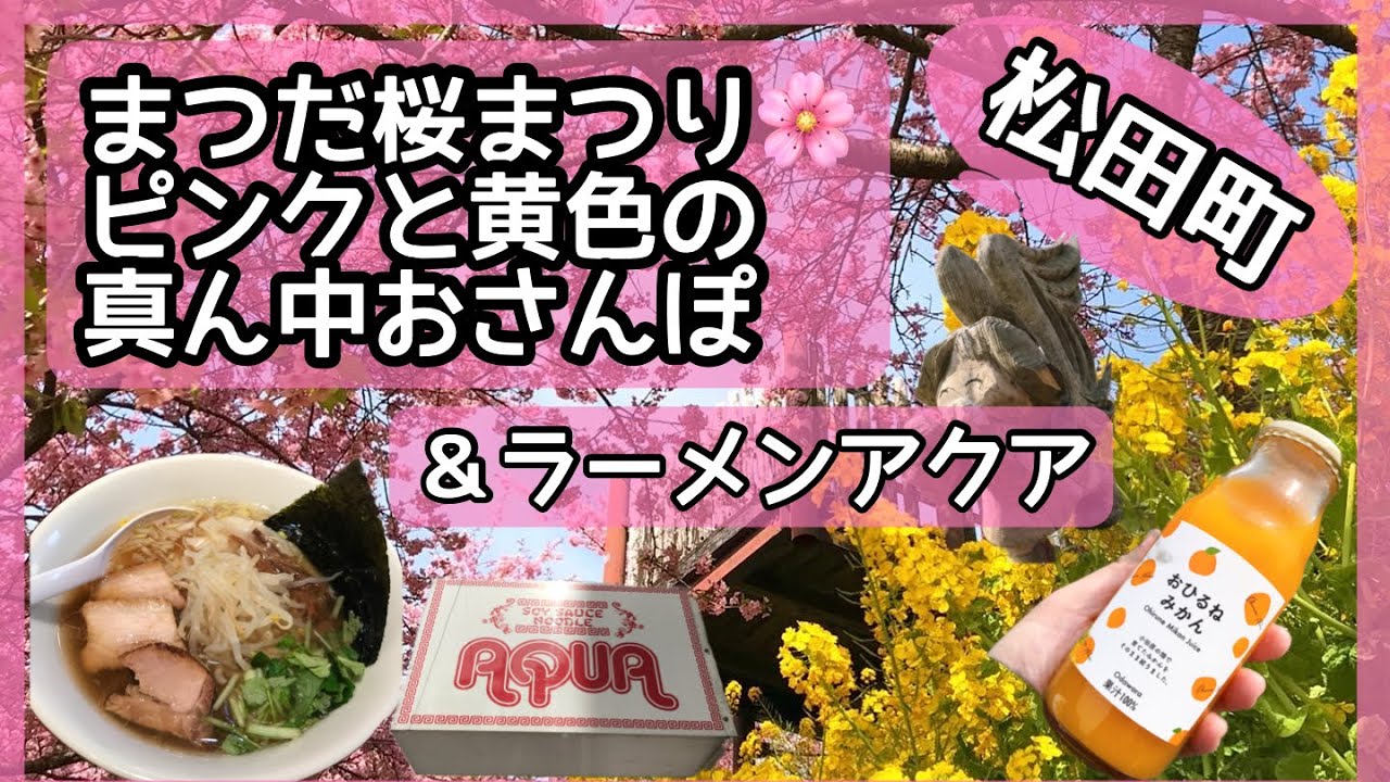 【松田町】まつだ桜🌸まつり🎶河津桜と菜の花❣️ピンクと黄色の夢のようなコントラスト✨👏✨