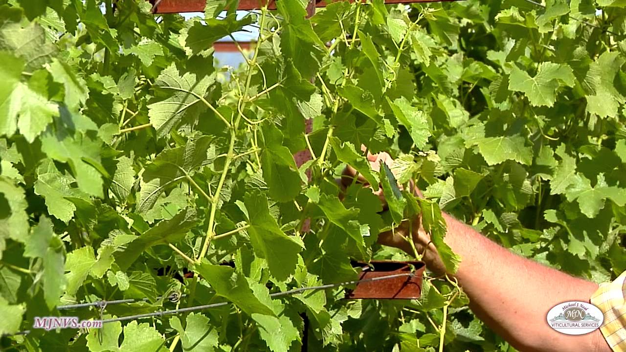 The importance of starting your vineyard with a strong, stable Trellis System