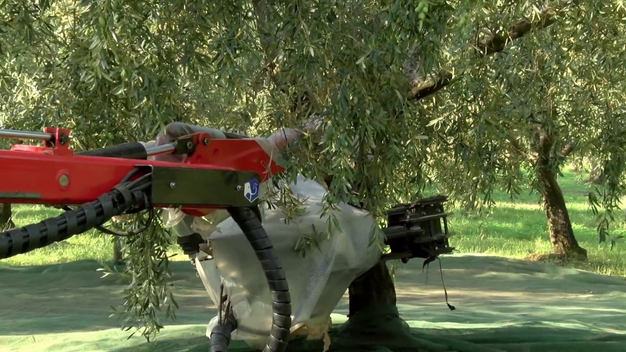 Raccolta Olive da mensa con Mamut M130S